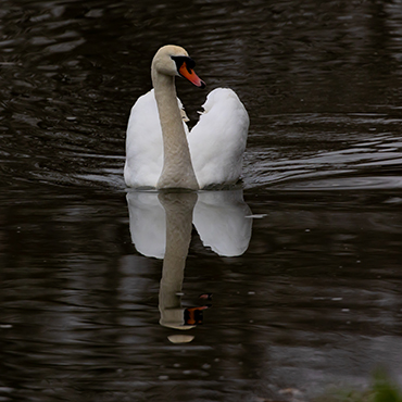 Swan-370